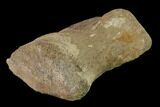 Fossil Hadrosaur Phalange - Alberta (Disposition #-) #136305-3